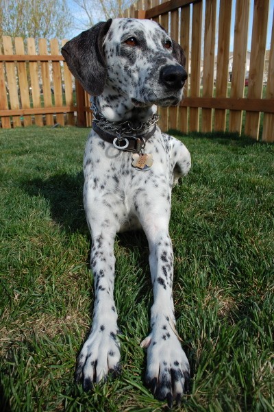 RE: Angel (German Shorthaired Pointer/Dalmation)