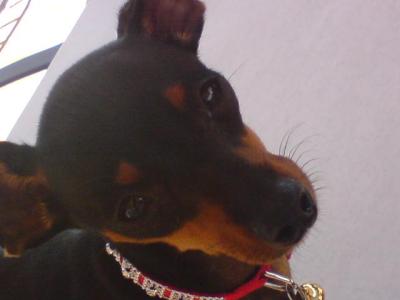 Miniature Pinscher