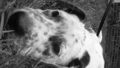 RE: Angel (German Short-haired Pointer/Dalmatian)