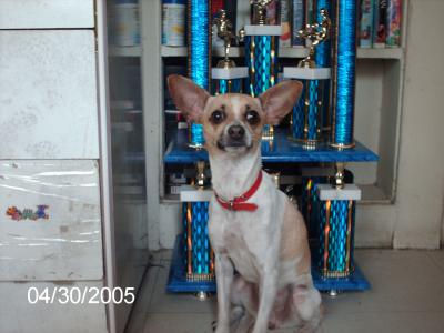 RE: Miniature Pincher / Chihuahua Mix