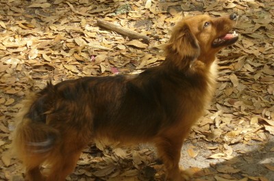 RE: Dachshund/Pomeranian Mix Photos