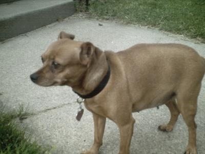 RE: Miniature Pincher / Chihuahua Mix