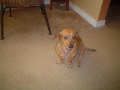 RE: Is My Dog A Chihuahua/Dachshund Mix