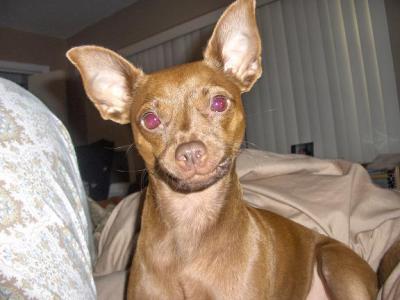 RE: Miniature Pincher / Chihuahua Mix