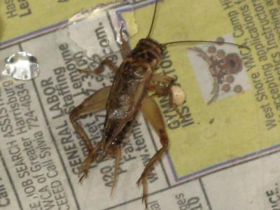 RE: Crickets as Pets