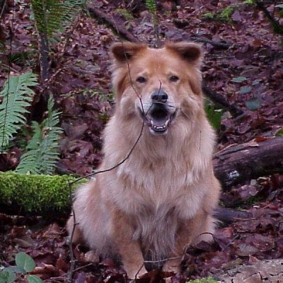 RE: Golden Retriever Chow Mix Puppy