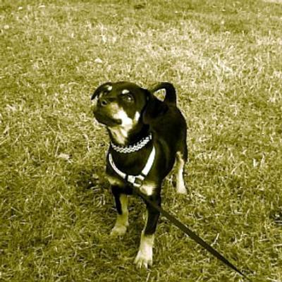 RE: Miniature Pincher / Chihuahua Mix