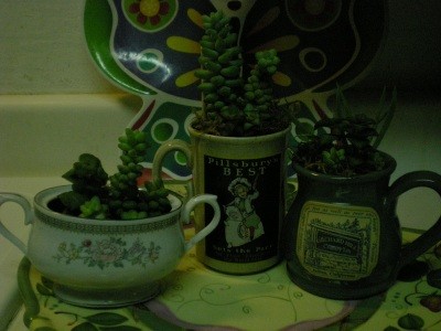 RE: Teacup Planters