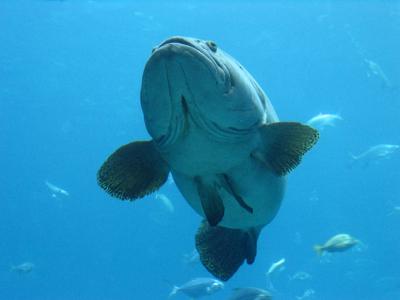 RE: Shark At The Atlanta Aquarium