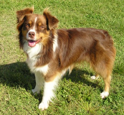 RE: What Breed is My Dog?