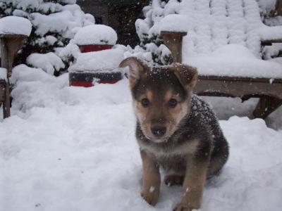 RE: Ears Standing Up and Training a German Shepherd/Husky Mix