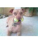 RE: Miniature Pincher / Chihuahua Mix