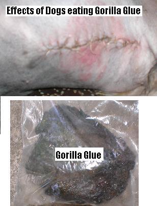 RE: Warning About Pets Eating Gorilla Glue