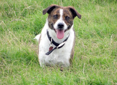 RE: Chip (Rat Terrier/Chi Mix)