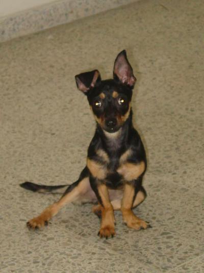 RE: Miniature Pincher / Chihuahua Mix