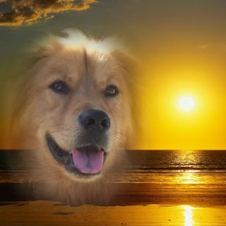 RE: Golden Retriever Chow Mix Puppy
