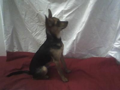 RE: Miniature Pincher / Chihuahua Mix