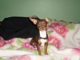 RE: Miniature Pincher / Chihuahua Mix