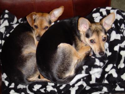 RE: Miniature Pincher / Chihuahua Mix