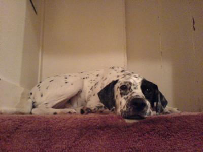 RE: Angel (German Short-haired Pointer/Dalmatian)