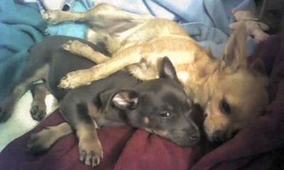 RE: Lexi (Chihuahua/Miniature Pinscher)
