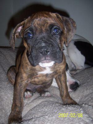 10 week old with parvo