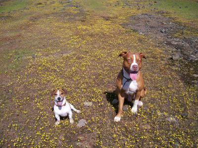 RE: Pit Bull Eating Grass