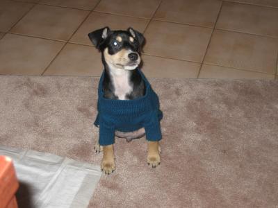 RE: Miniature Pincher / Chihuahua Mix