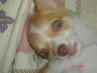 RE: Miniature Pincher / Chihuahua Mix