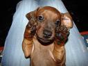 RE: Sasha (Mini Dachshund)