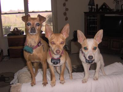 RE: Miniature Pincher / Chihuahua Mix