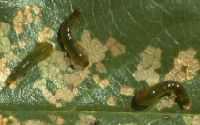 cherry tree worms worms cherry tree leaves thriftyfun cherry tree worms worms cherry tree leaves thriftyfun