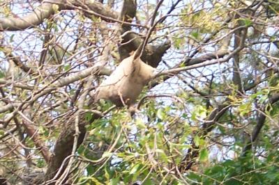 RE: Eastern Tent Caterpillar