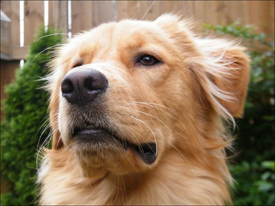 RE: Golden Retriever Chow Mix Puppy