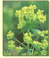 RE: Scenery: Yellow Wildflowers (MI)