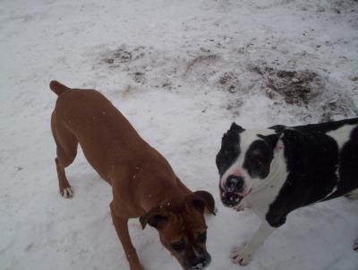 RE: What Breed is My Dog?