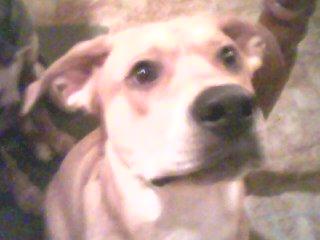 RE: What Breed Is My Dog?