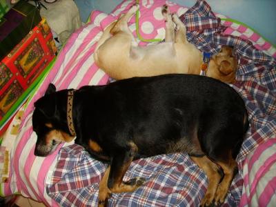 RE: Miniature Pincher / Chihuahua Mix