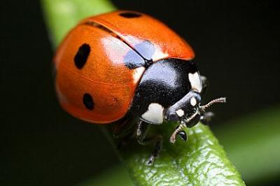 RE: Bugs Eating Herbs
