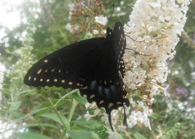 RE: Eastern Tiger Swallowtail Butterfly