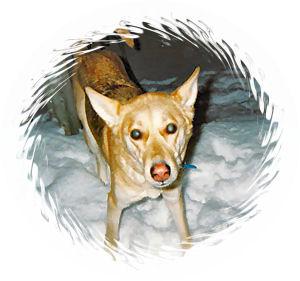 RE: What Breed Is My Dog?