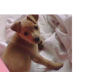 RE: Miniature Pincher / Chihuahua Mix