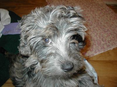 RE: Puppy Peeing in Crate