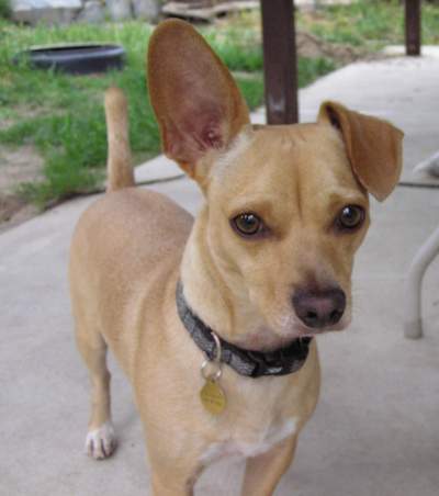 RE: Is My Dog A Chihuahua/Dachshund Mix