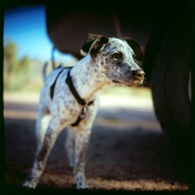 RE: Angel (German Short-haired Pointer/Dalmatian)