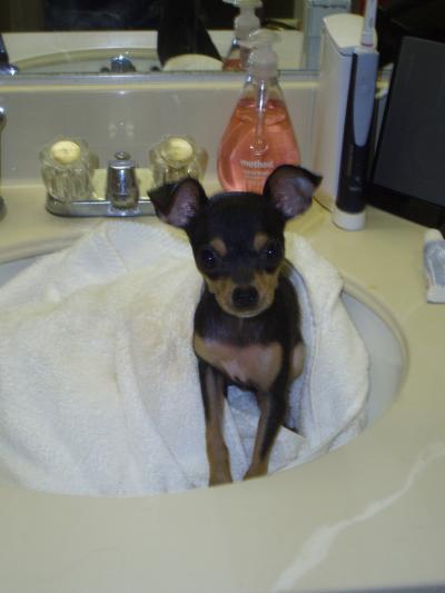 RE: Miniature Pincher / Chihuahua Mix