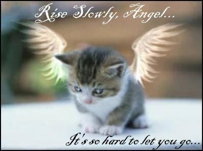 RE: In Memory Of Rosabella (Tortoiseshell)