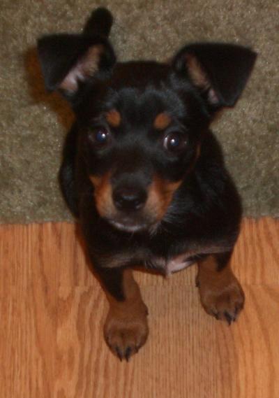 RE: Miniature Pincher / Chihuahua Mix