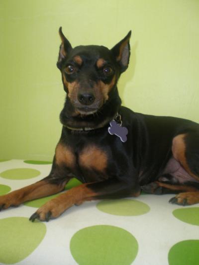 RE: Sasha (Mini Dachshund)