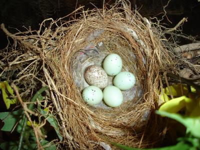RE: My Finch Has Laid Some Eggs